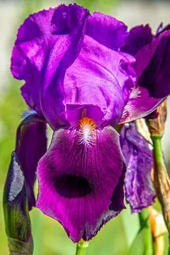 Iris flower Stock Photos