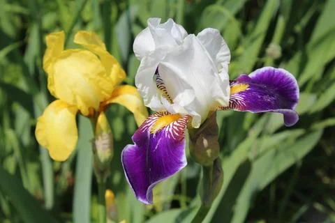 Iris flower Stock Photos