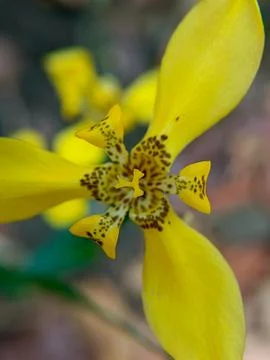 Iris flower Stock Photos
