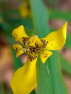 Iris flower Stock Photos