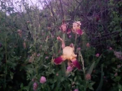 IRIS FLOWER Stock Photos