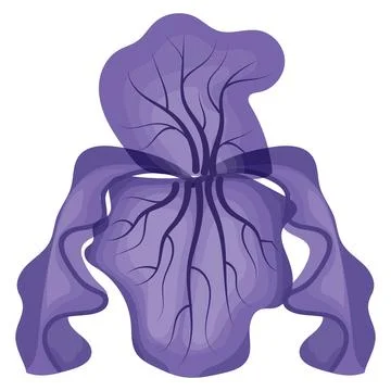 Iris flower purple. Vector illustration on white background. Stock Illustration