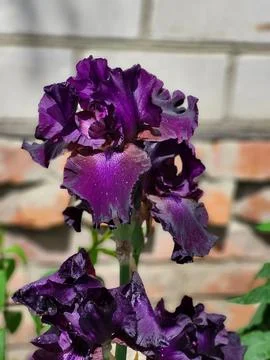 Iris flower side view, elegance of form and petal lines Foto stock