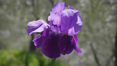 Iris flower, slow motion and beautiful violet flower Stock Footage 153054073