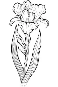 Iris flower with stem and bud line art Stock Illustration