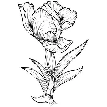 Iris flower with stem line art Stock Illustration