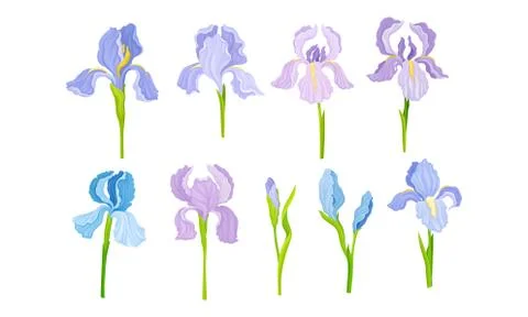 Iris Flower on Stem with Sepals and Standing Upright Petals Vector Set Stock Illustration