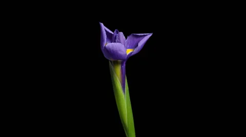 Iris flower. Timelapse. Stock Footage 55730912