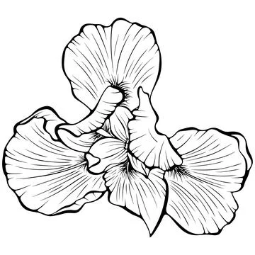 Iris flower top view line Stock Illustration