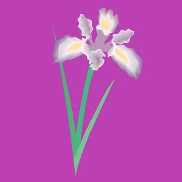 Iris flower vector art illustrator Stock Illustration