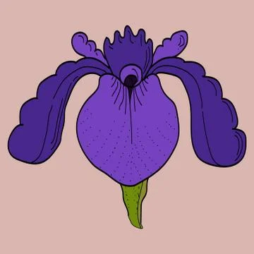 Iris flower in vector on beige background Stock Illustration