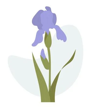Iris flower. Vector illustration. Beautiful purple garden flower . Stock Illustration