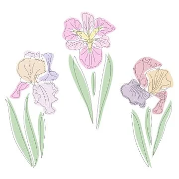 Iris flower vector illustration isolated on white. Stock Illustration