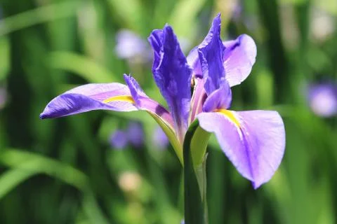 Iris flower,close-up Stock Photos