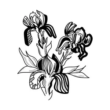 Iris flowers are drawn graphically. Vector illustration. 스톡 일러스트