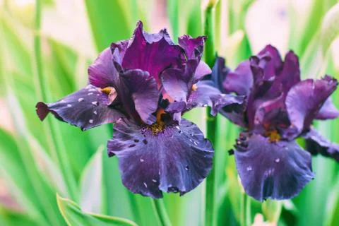 Iris flowers, a beautiful spring flower bright color Stock Photos
