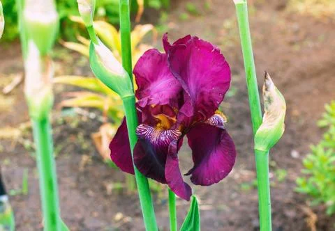 Iris flowers, a beautiful spring flower bright color Stock Photos