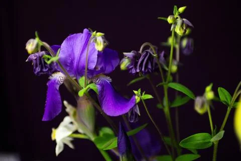 Iris flowers on a black background Stock Photos