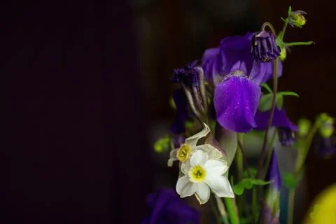 Iris flowers on a black background Stock Photos