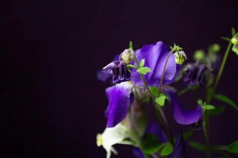 Iris flowers on a black background Stock Photos