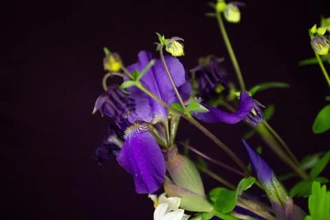 Iris flowers on a black background Stock Photos