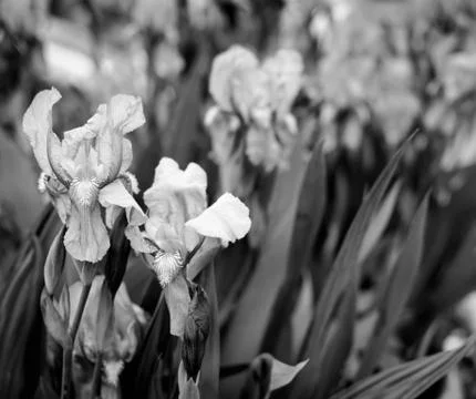 Iris Flowers in Bloom Stock Photos