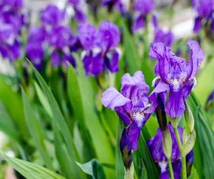 Iris Flowers in Bloom Stock Photos