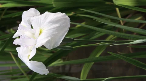 Iris Flowers blooming Video stock 47886945