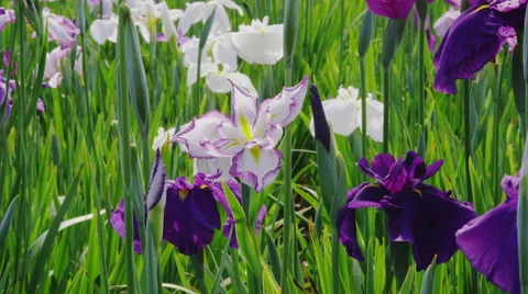 Iris Flowers blooming Video stock 47890129