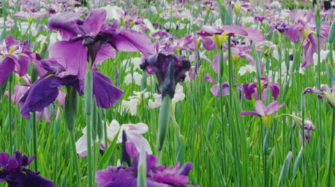 Iris Flowers blooming Stock Footage 47890336