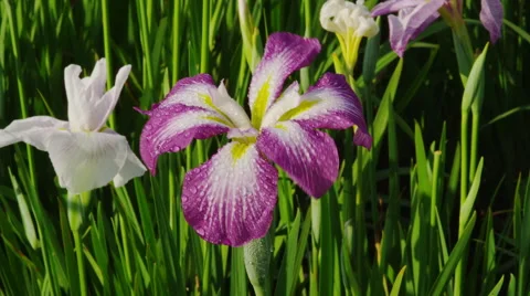 Iris Flowers blooming Video stock 47890717