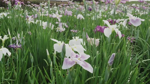 Iris Flowers blooming Stock Footage 47890946