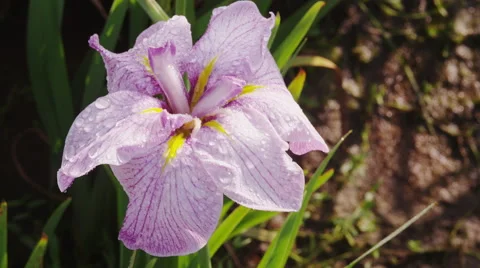 Iris Flowers blooming Video stock 47891283