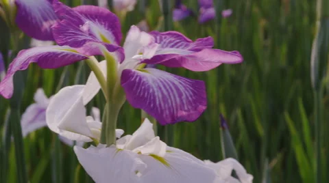 Iris Flowers blooming Video stock 47891519