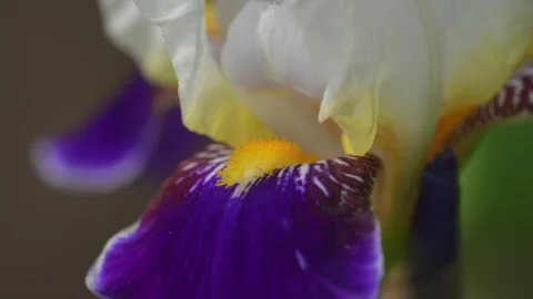 Iris flowers is blooming in the garden close up Stock Footage 311373530