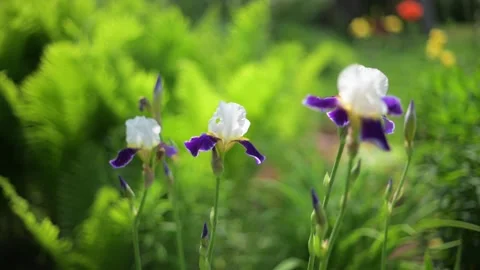 Iris flowers is blooming in the garden close up Stock Footage 311443045
