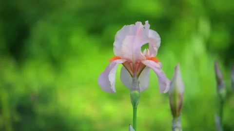 Iris flowers is blooming in the garden close up Stock Footage 311569631