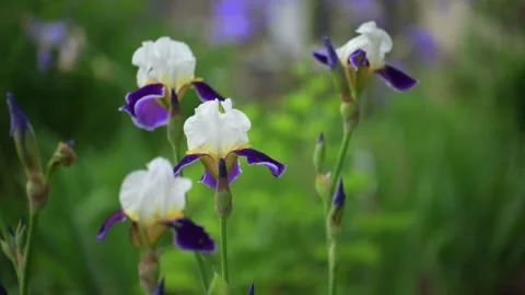 Iris flowers is blooming in the garden close up Stock Footage 311569650