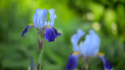 Iris flowers is blooming in the garden close up Stock Footage 311736019