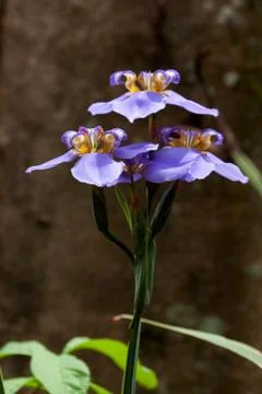 Iris flowers - blue Stock Photos