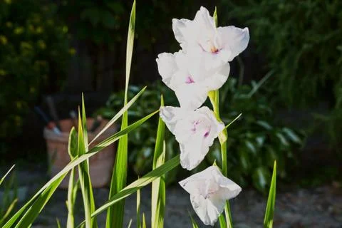 Iris flowers close-up capture Stock Photos