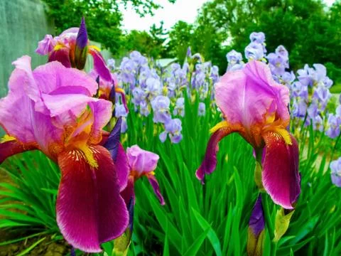 Iris flowers close up Stock Photos