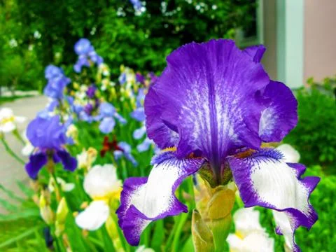 Iris flowers close up Stock Photos