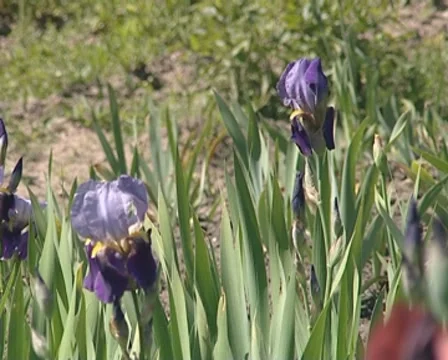 Iris flowers closeup in botanical garden. Floral blooming. Stock Footage 10303552