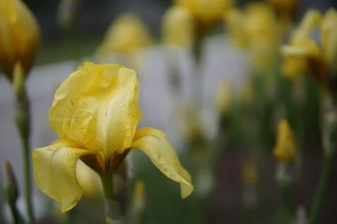 Iris flowers closeup Stock Photos
