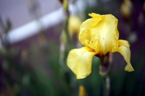 Iris flowers closeup Stock Photos