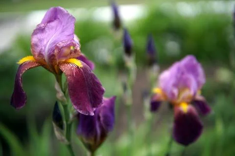 Iris flowers closeup Stock Photos