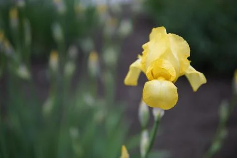 Iris flowers closeup Stock Photos
