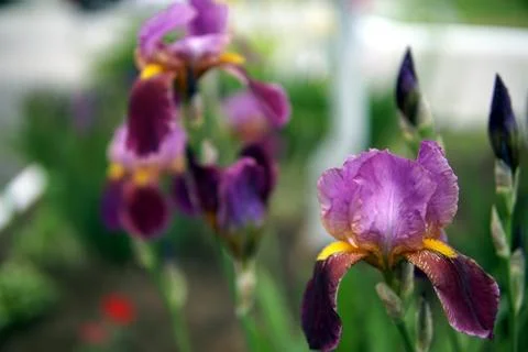 Iris flowers closeup Stock Photos