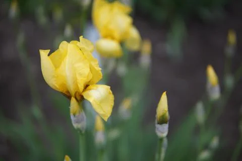Iris flowers closeup Stock Photos